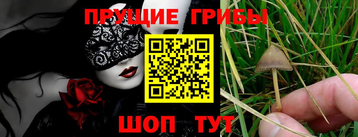 Чехов  Псилоцибиновые грибы Psilocybine cubensis  Вход с VPN 